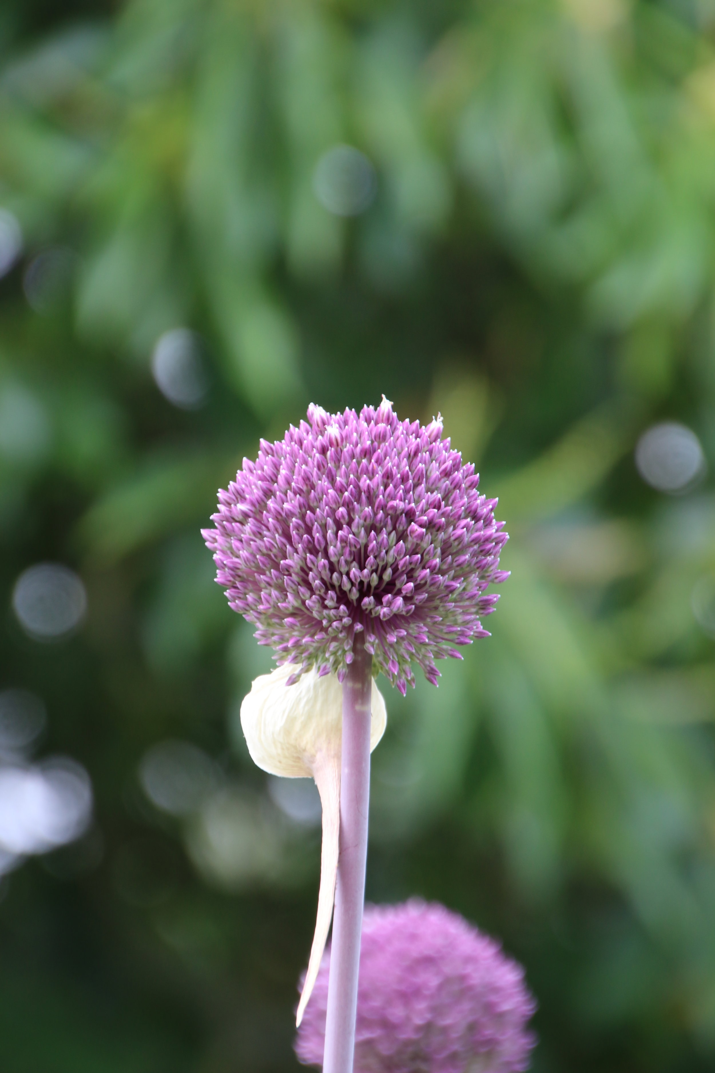 Allium