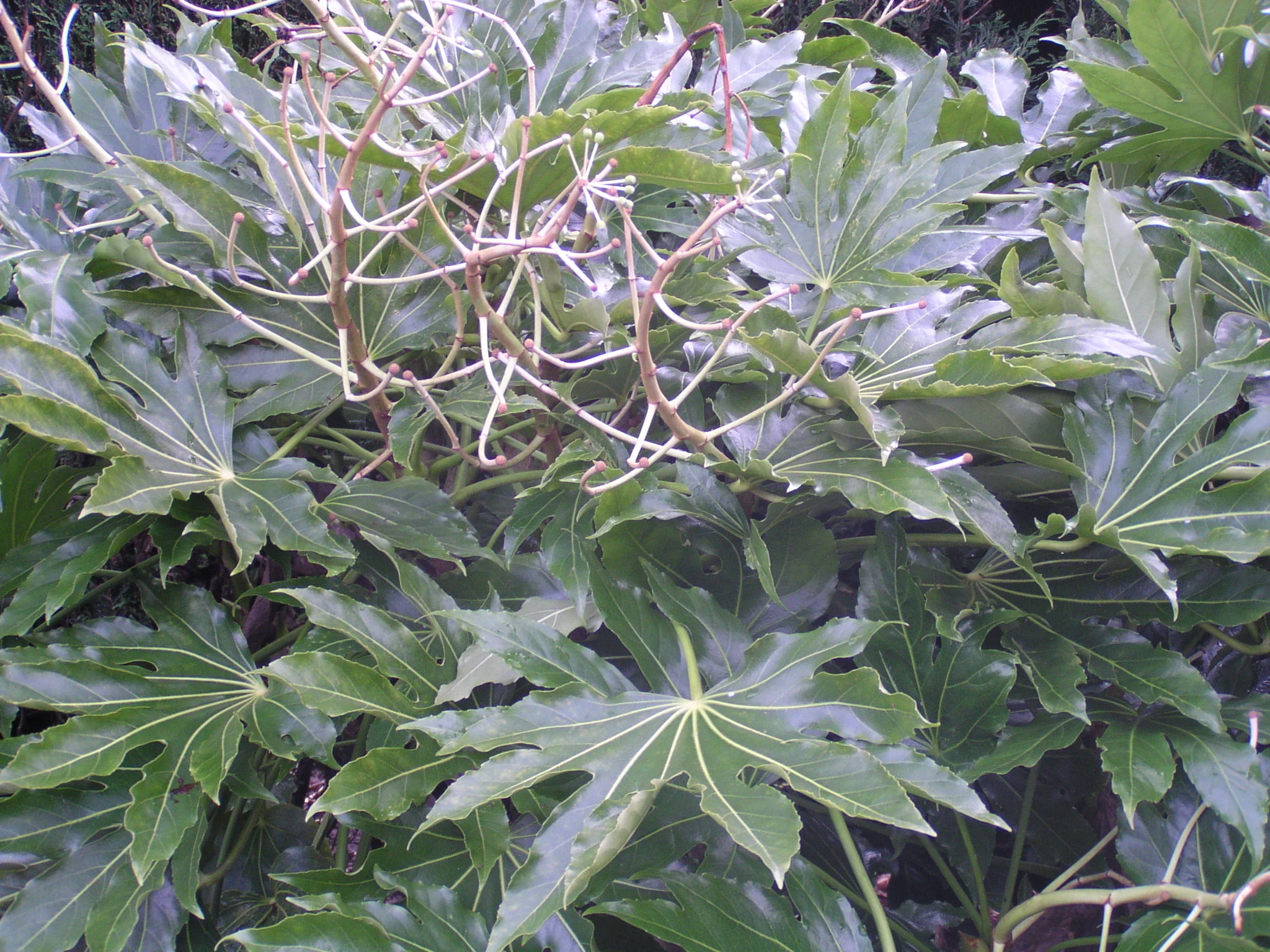 Picture 910 - Copy.jpg