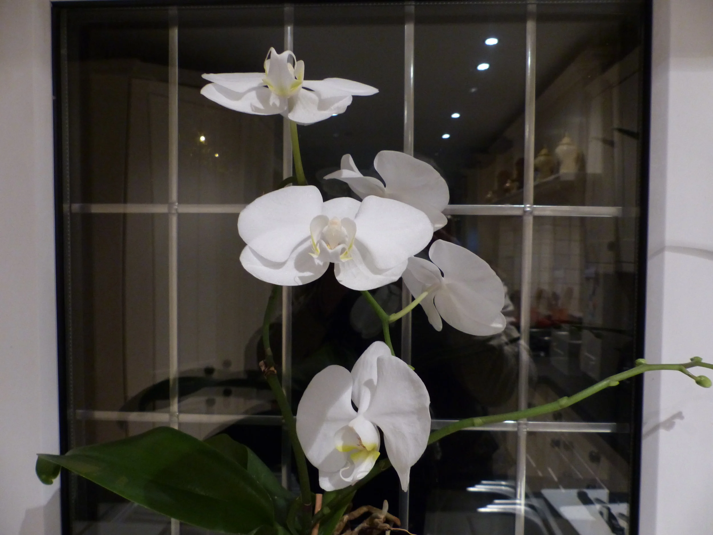 P1000038.JPG
