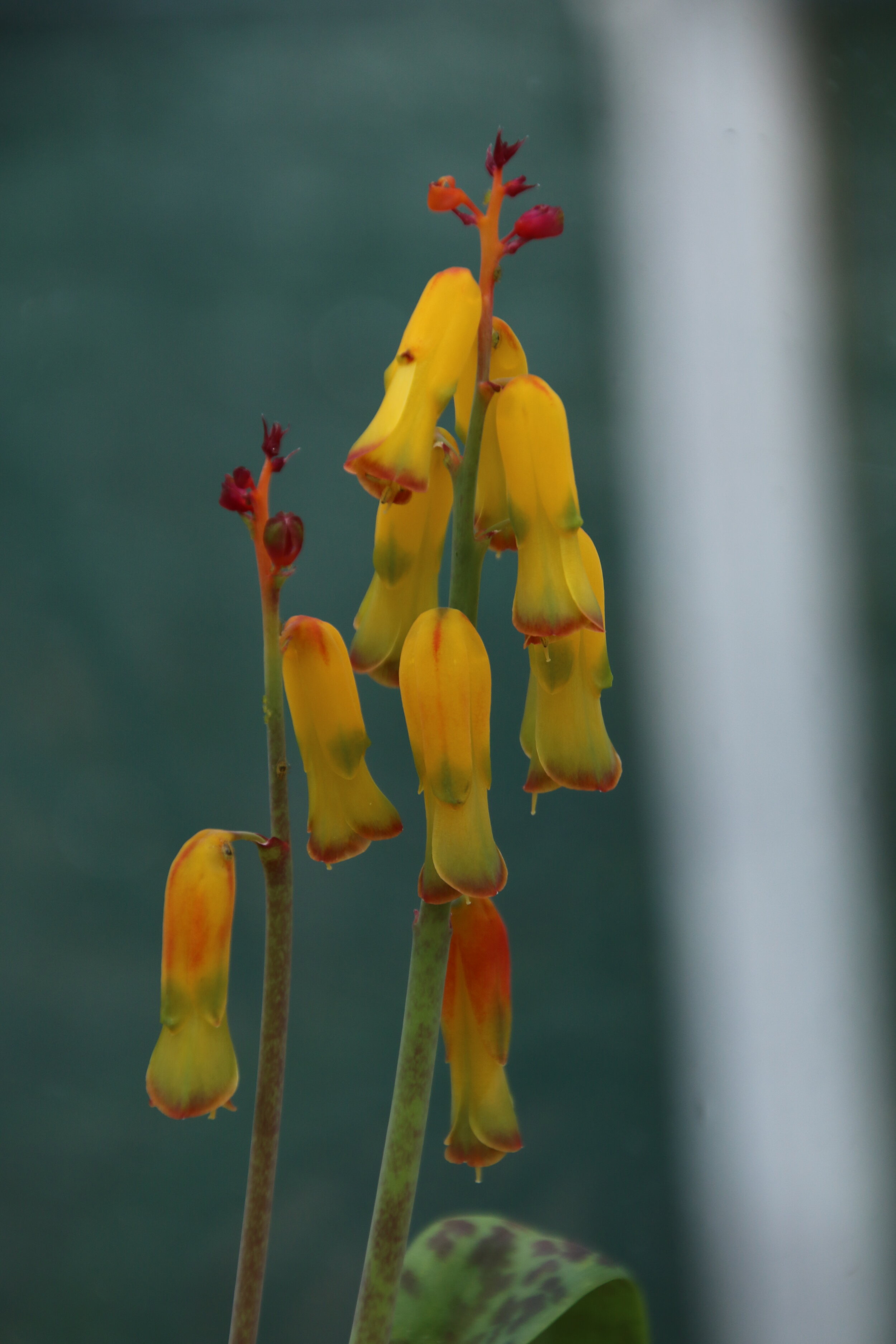 PFC - Lachenalia nelsonii.JPG