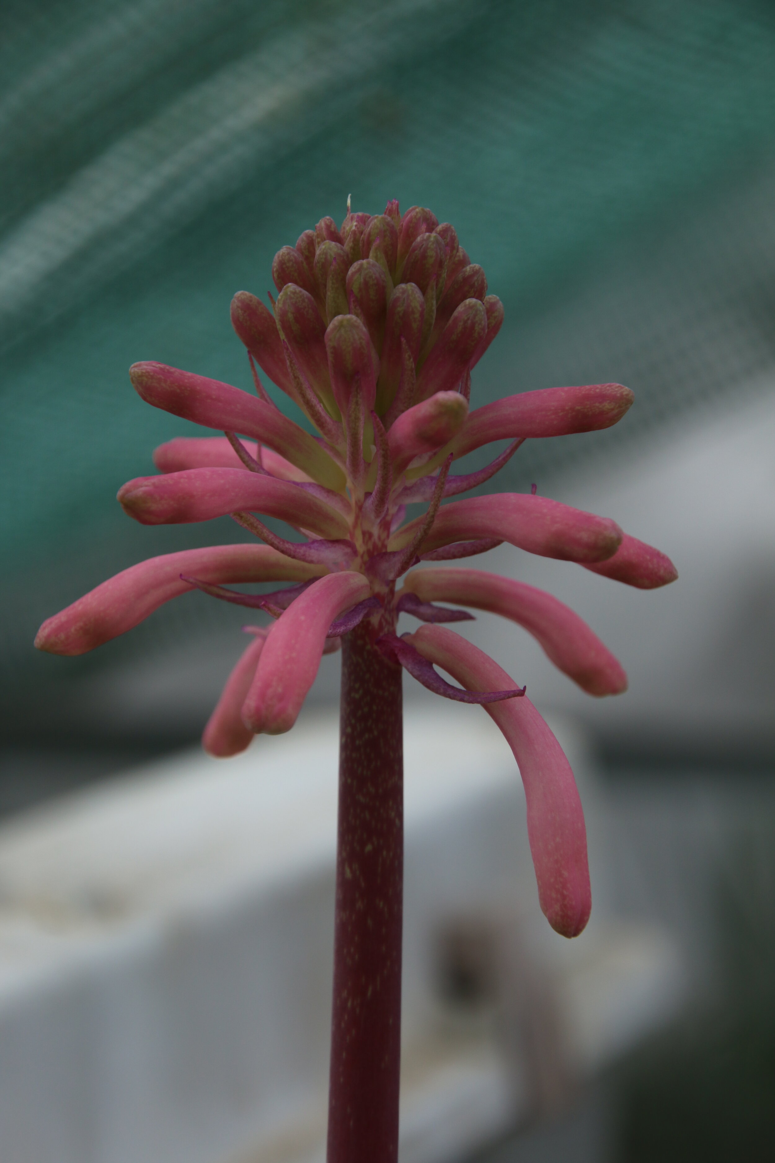 PFC - Veltheimia bracteata.JPG