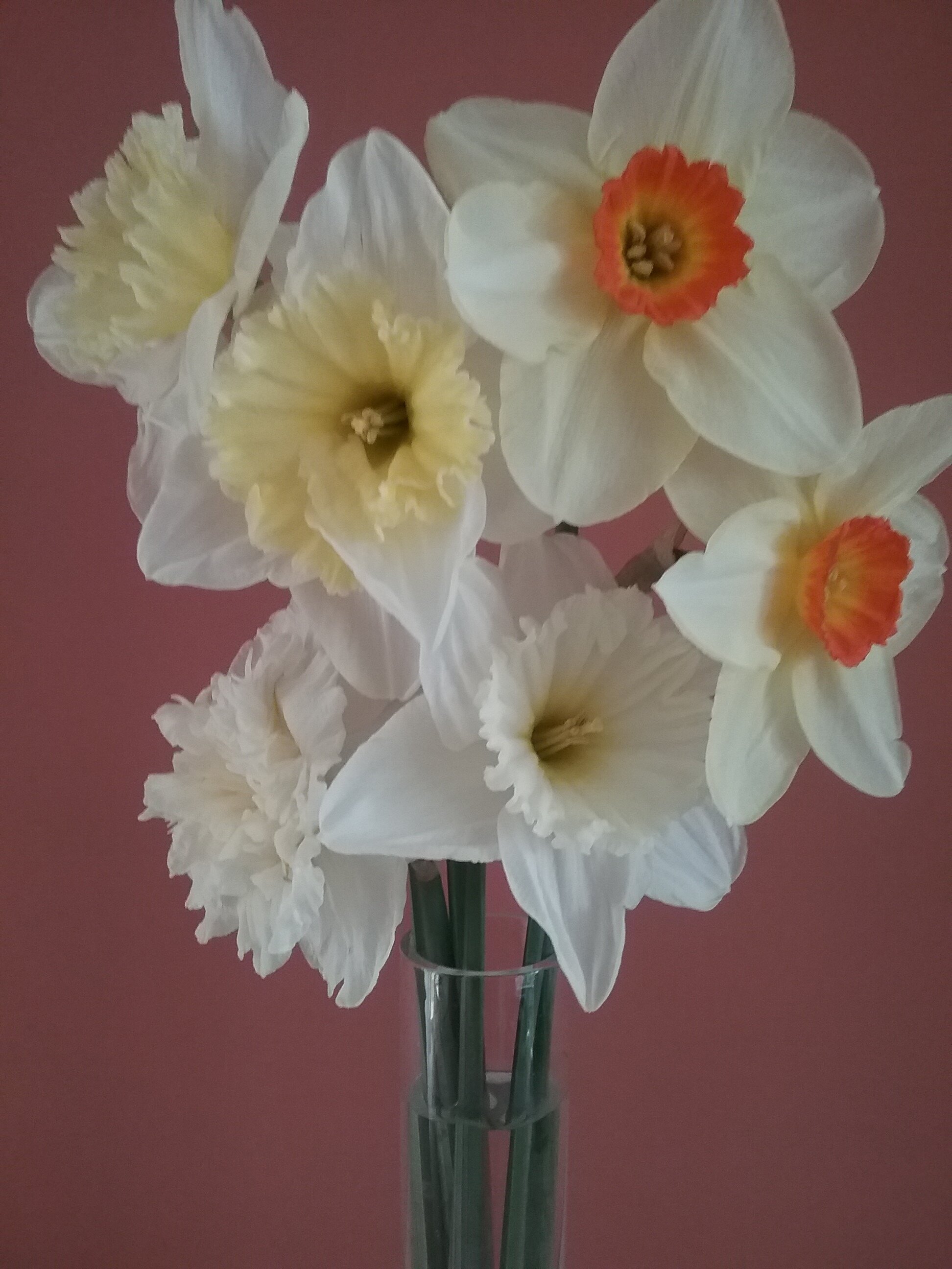 JF - Daffodils.jpg