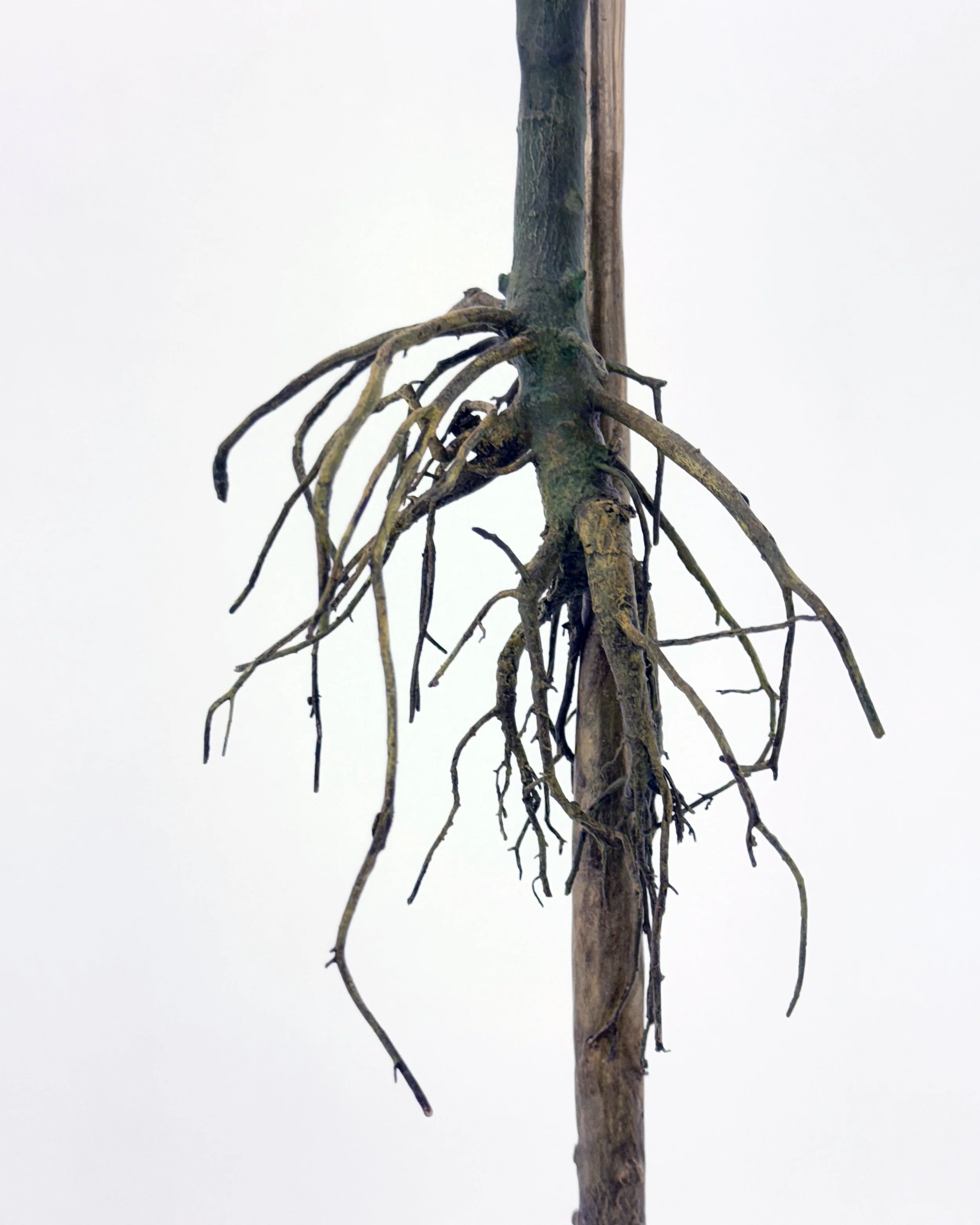 jason-waterhouse-strung-out-hung-out-3.JPG