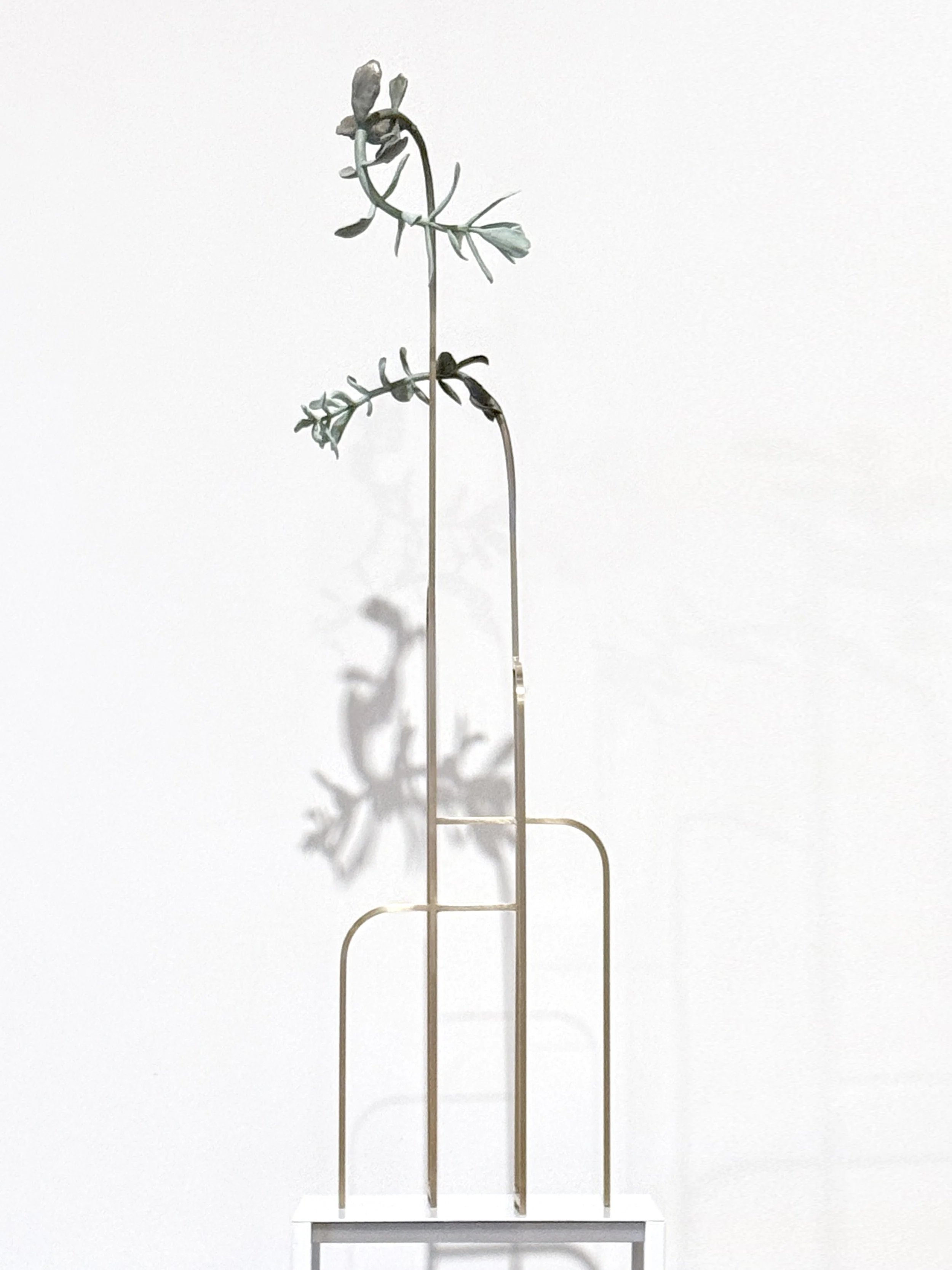 jason-waterhouse-cotyledon-structure-7.JPG