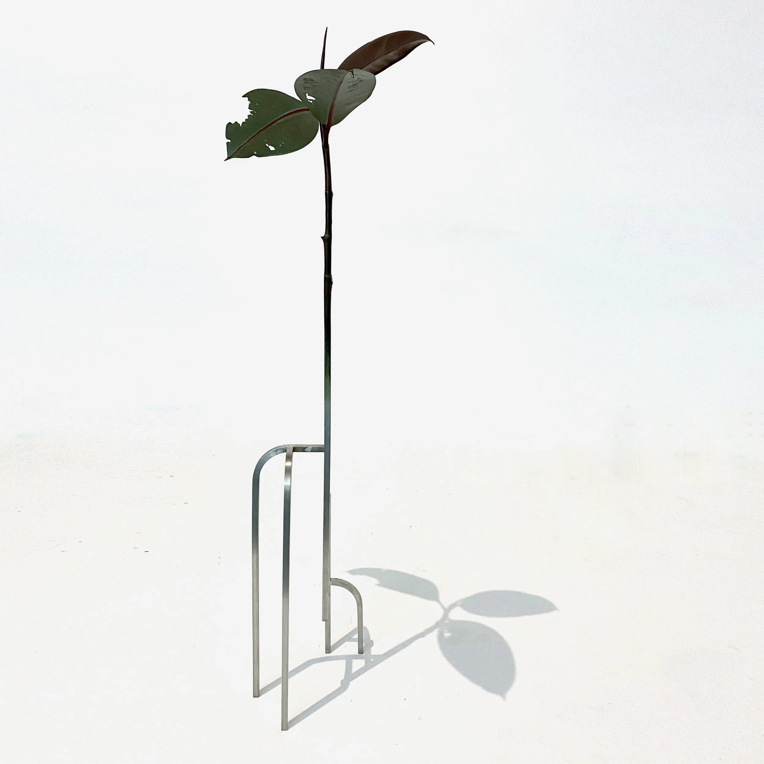 jason-waterhouse-ficus-elastica-1-square.jpg