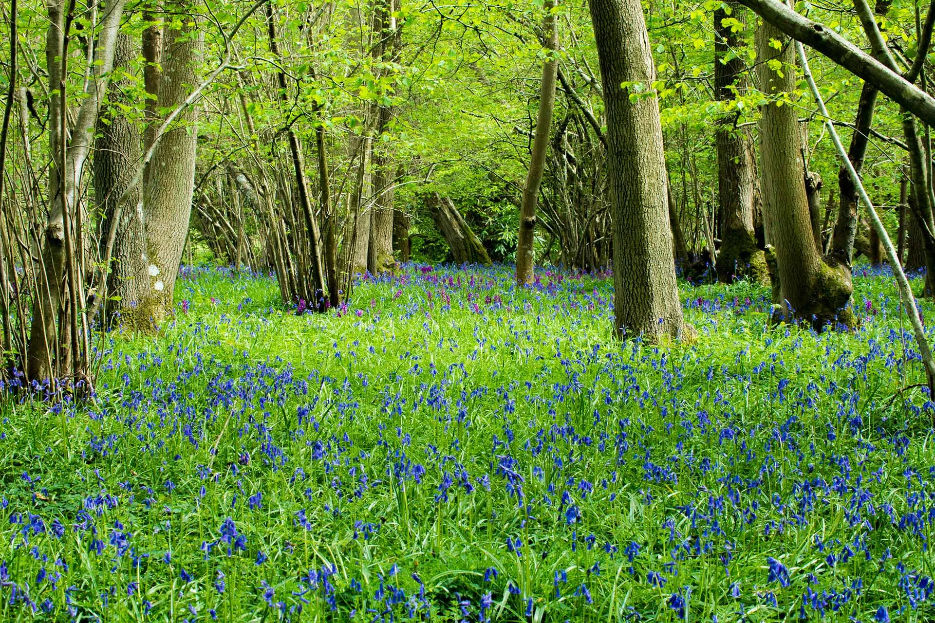 Heaven-Farm-Bluebells-1.jpg