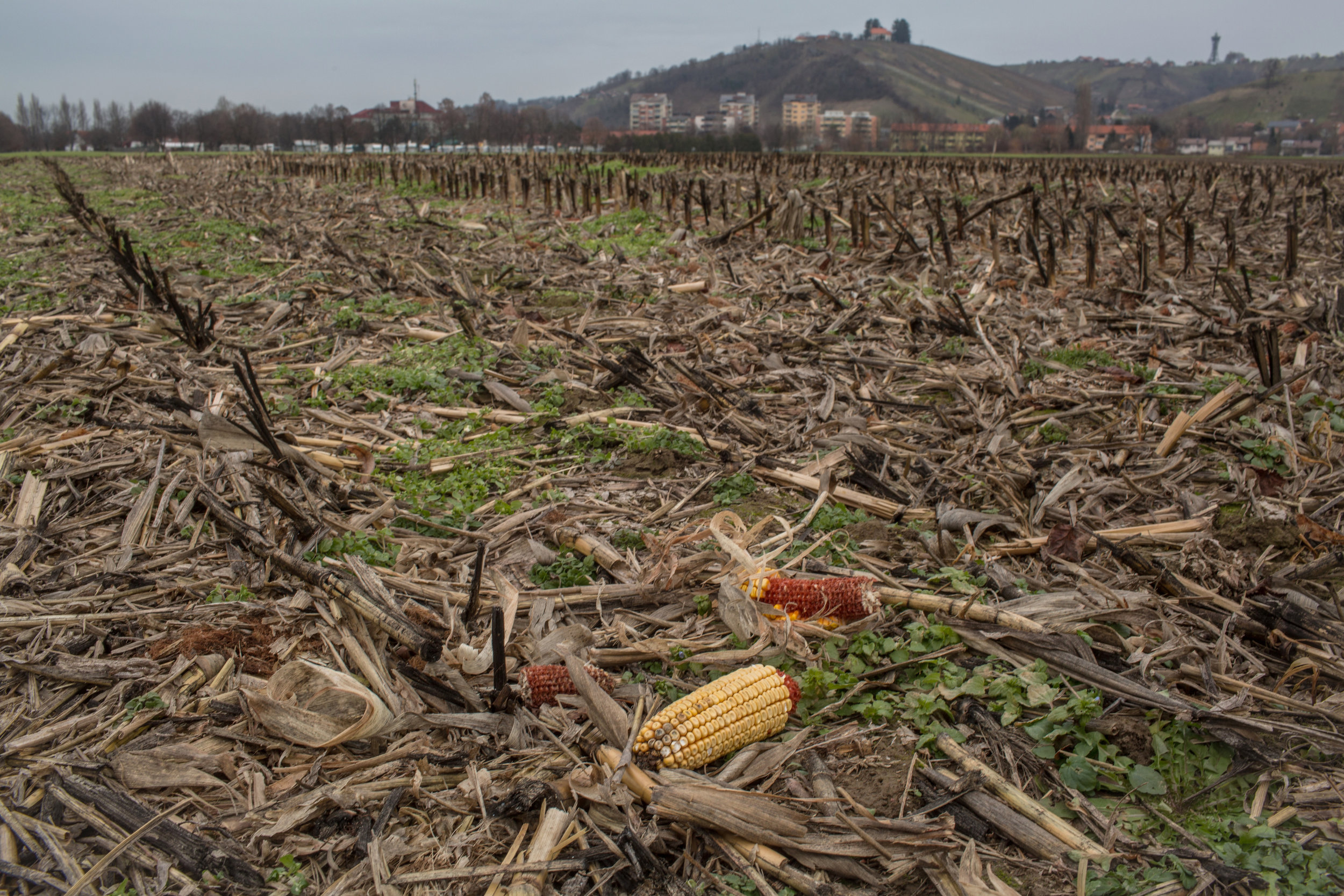  Na zemljišču, velikem 49.000 kvadratnih metrov, kjer je zdaj še koruzno polje, bi morali do konca leta 2019 zgraditi tri nogometna igrišča, tribune in pomožne objekte. Foto: Matej Povše 