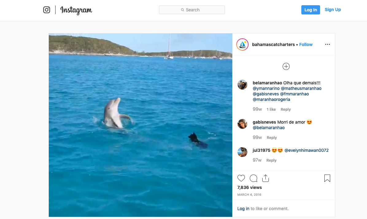 Posnetek profila na instagramu, kjer je bil objavljen video igre delfina in psa.