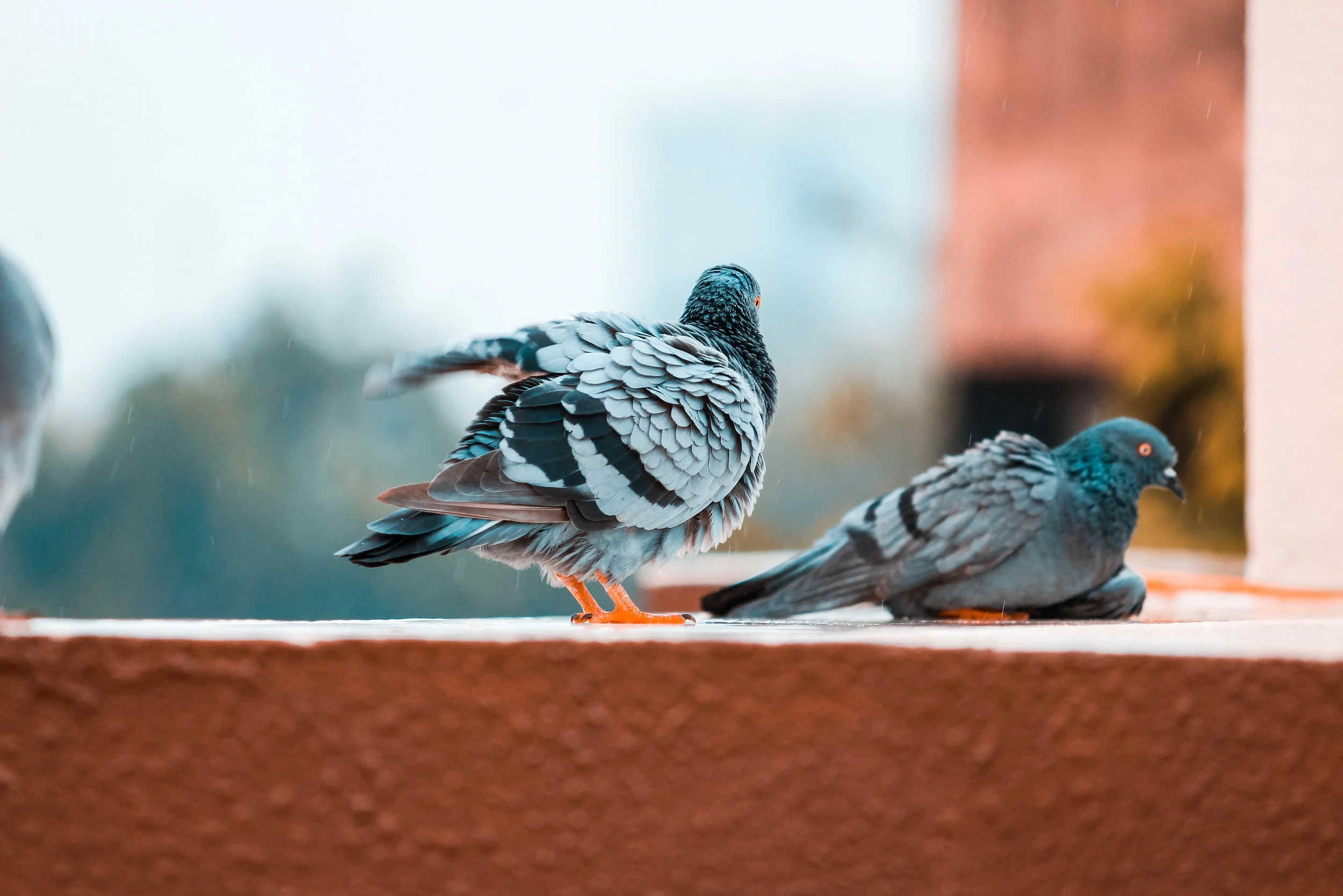 Zaradi teže in majhnosti lahko ptice zelo hitro zaužijejo preveliko količino zrelega sadja, ki vsebuje alkohol. Posledice so lahko usodne. Foto: Unsplash