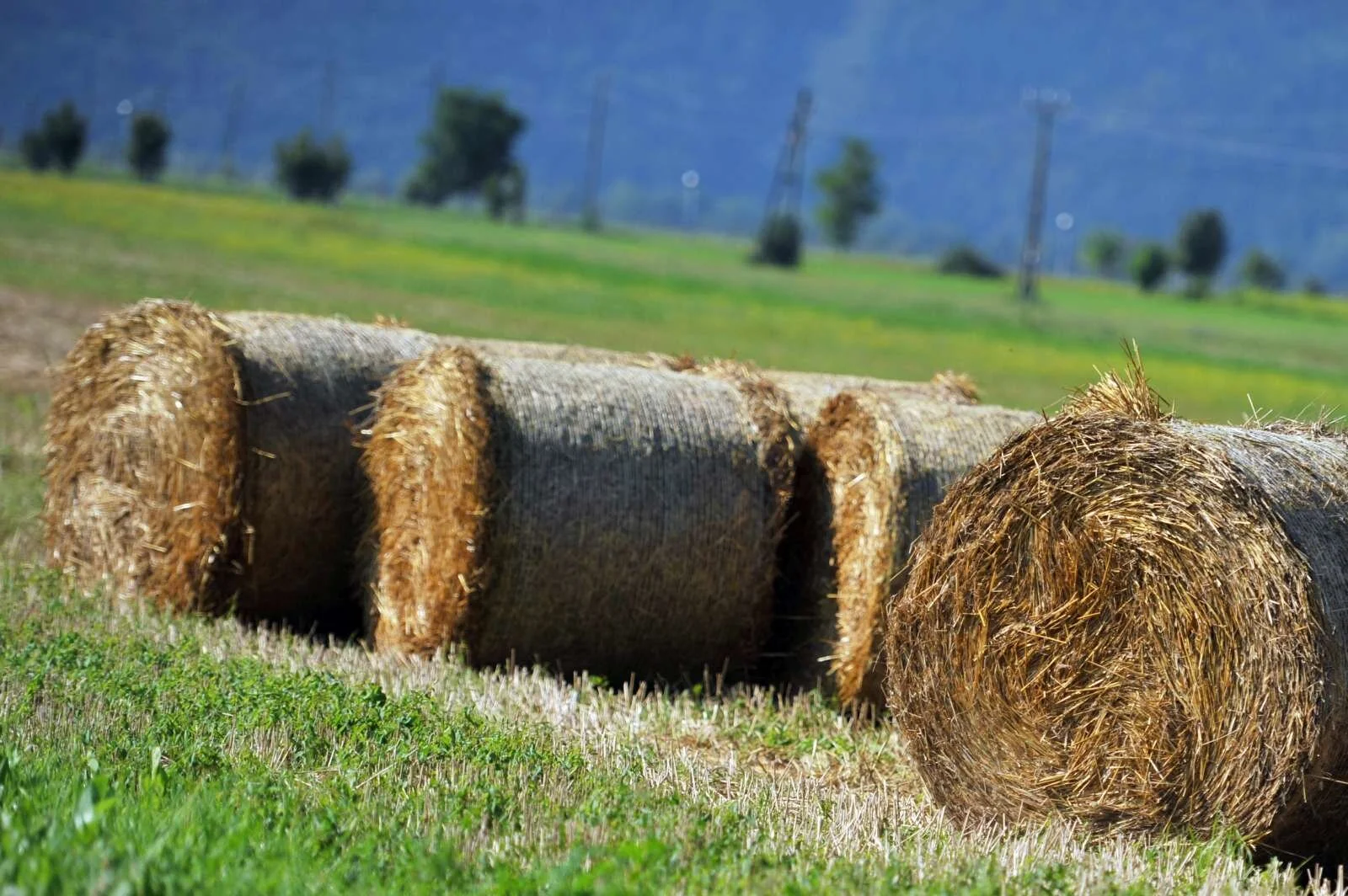  V Mariboru so uporabili dupleške bale sena, vendar ne vseh iz te občine. Foto: Tamino Petelinšek/STA 