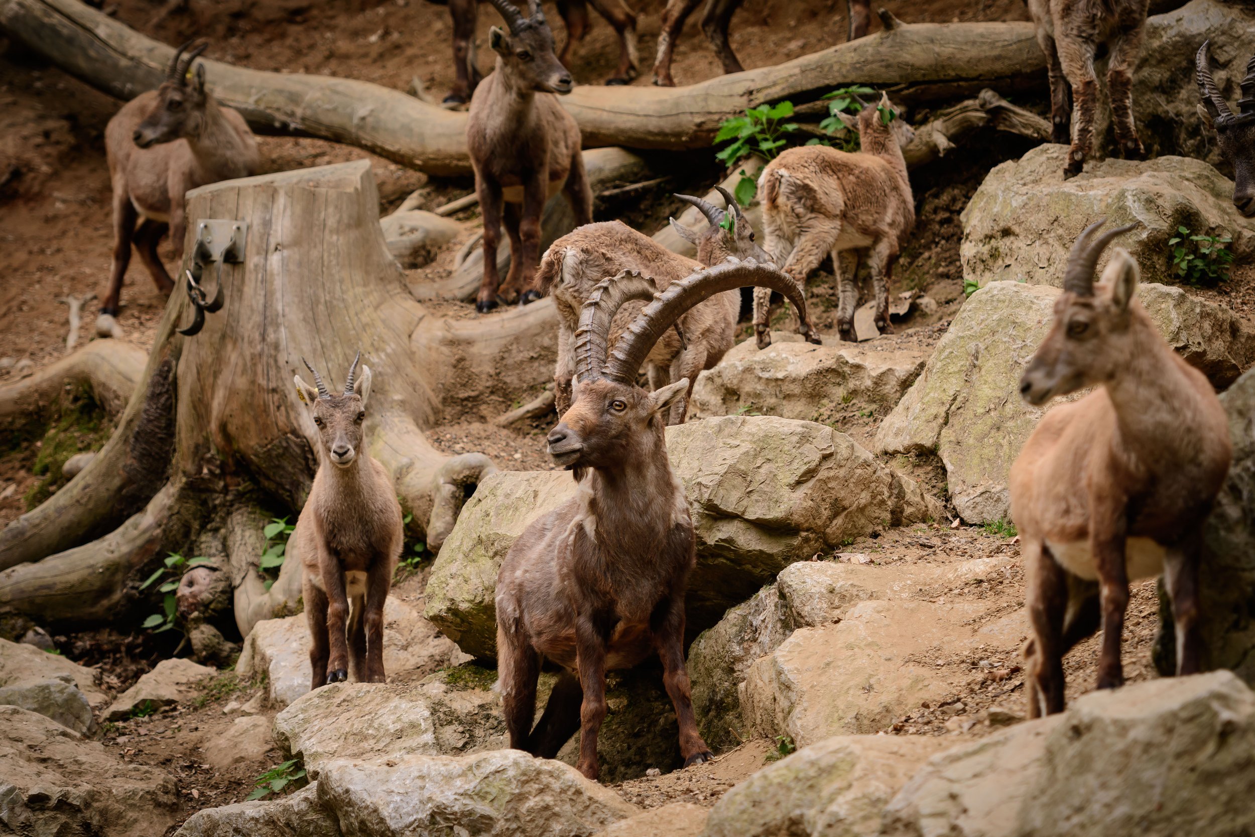Delo manipulativno o zaščiti alpskega kozoroga v Sloveniji