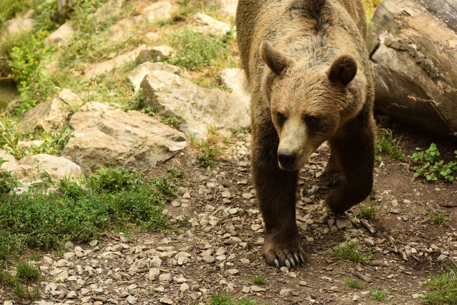  V strokovnih izhodiščih za upravljanje rjavega medveda med letoma 2020 in 2023 piše, da je bilo spomladi leta 2020 v Sloveniji okoli 990 medvedov. Foto: Tamino Petelinšek/STA 