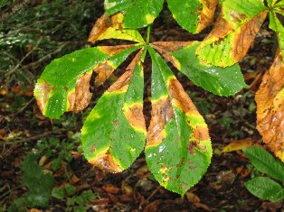 Dying Chestnut Tree