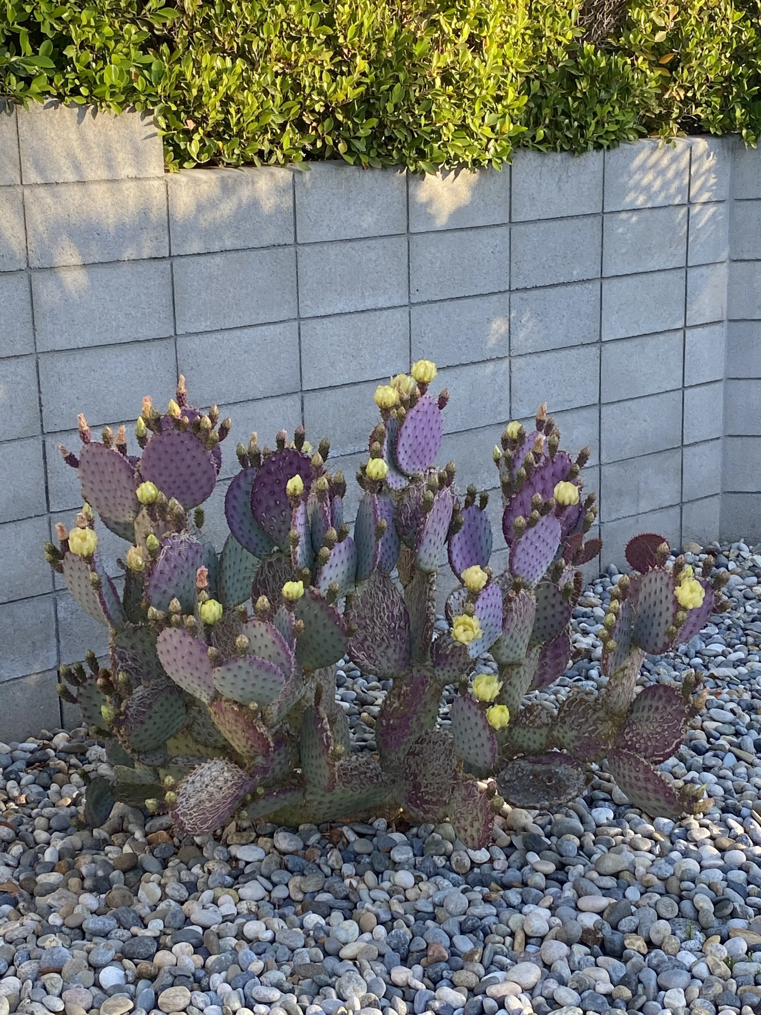 Cactus, Come Bloom