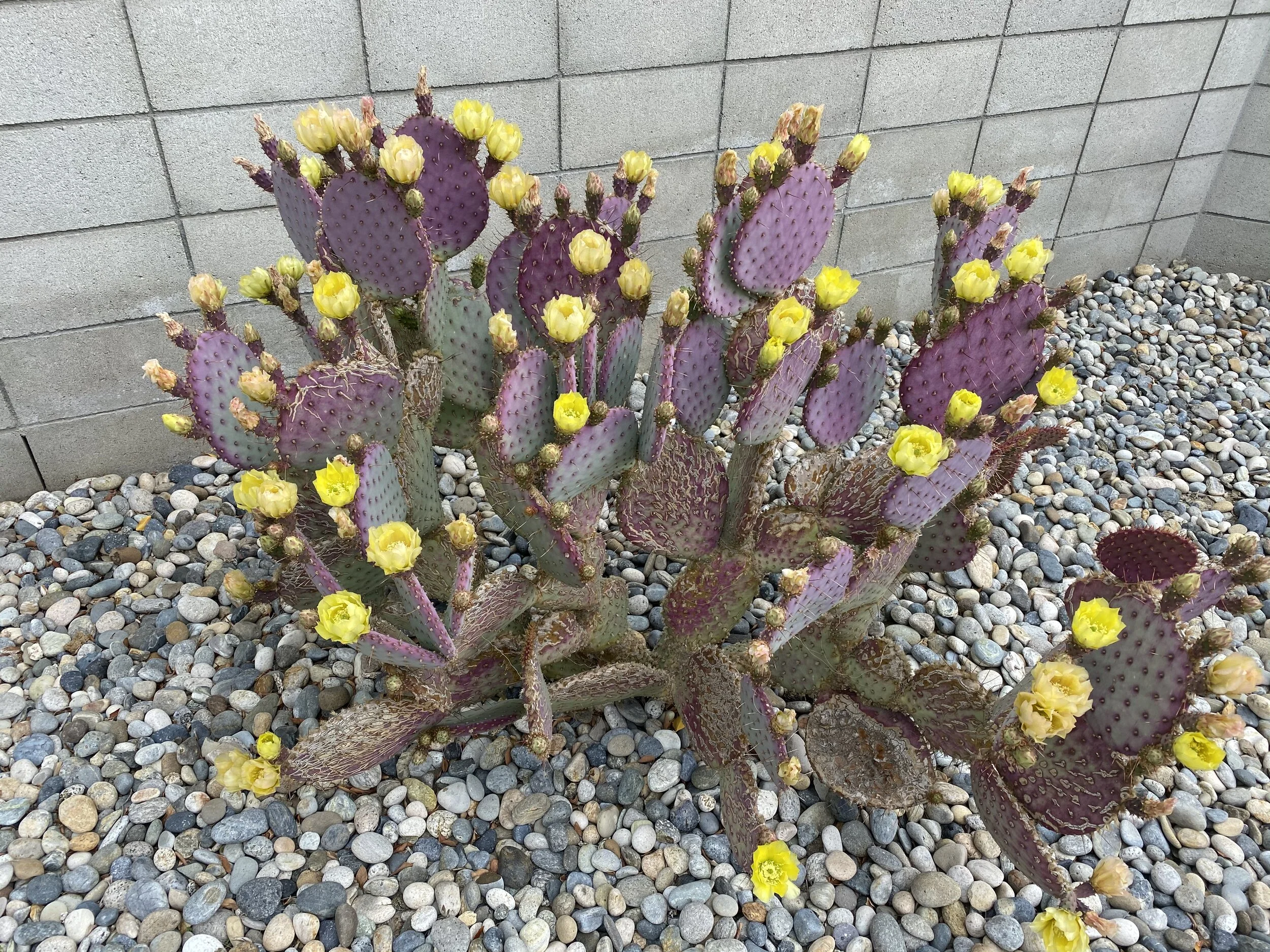 Cactus, Bloom Again