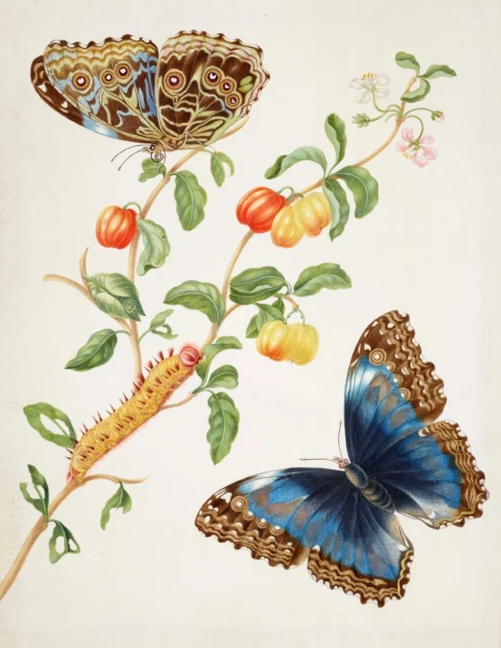 Merians ingekleurde gravure van een west-indische kers (Malpighiaemarginata) en een morpho vlinder, ca. 1700.