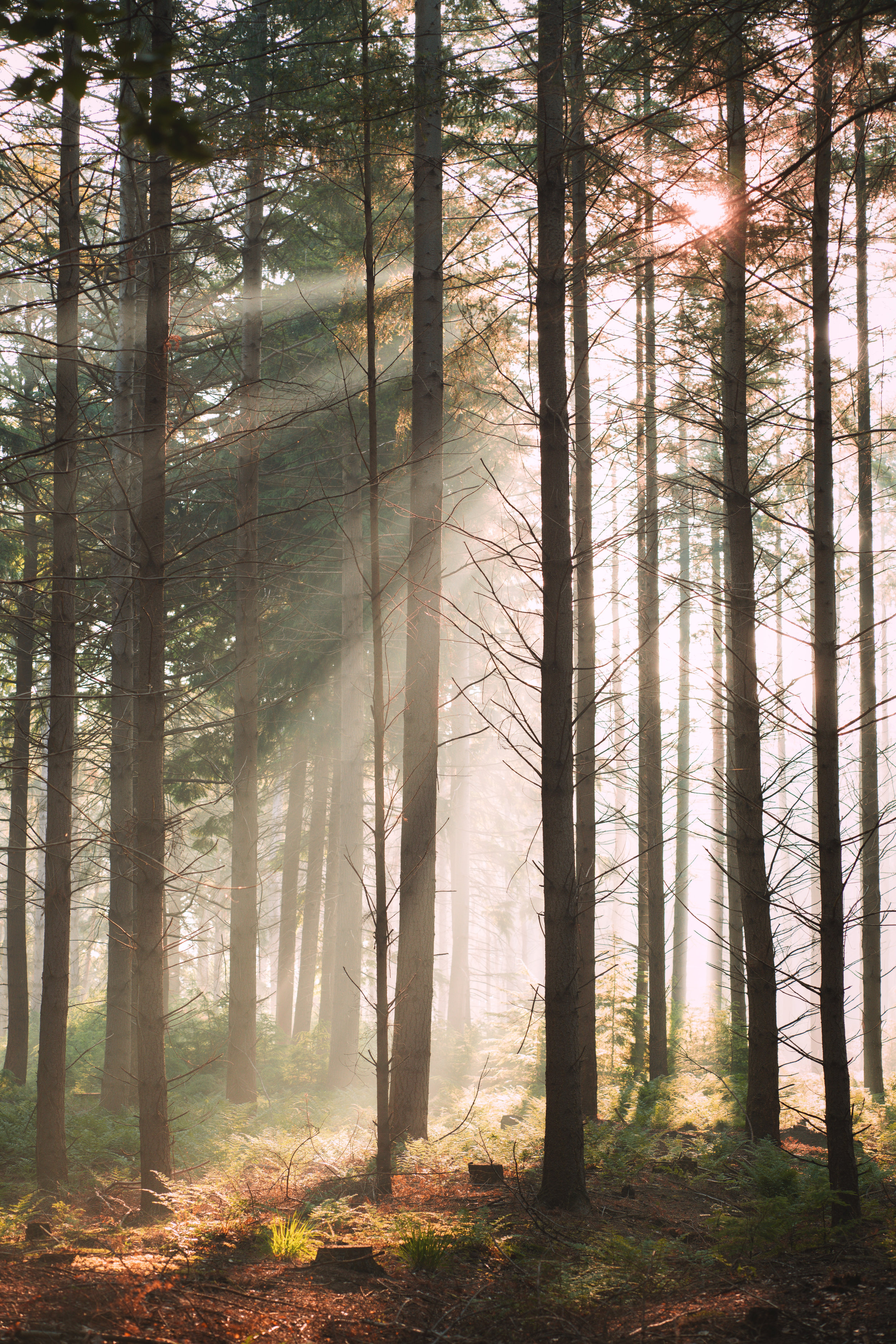 Guided Mindful walking : Arboretum in Tervuren