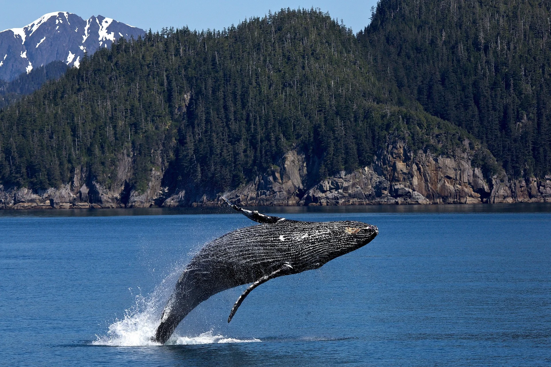 Alaska_Humpback#1_dark.jpg