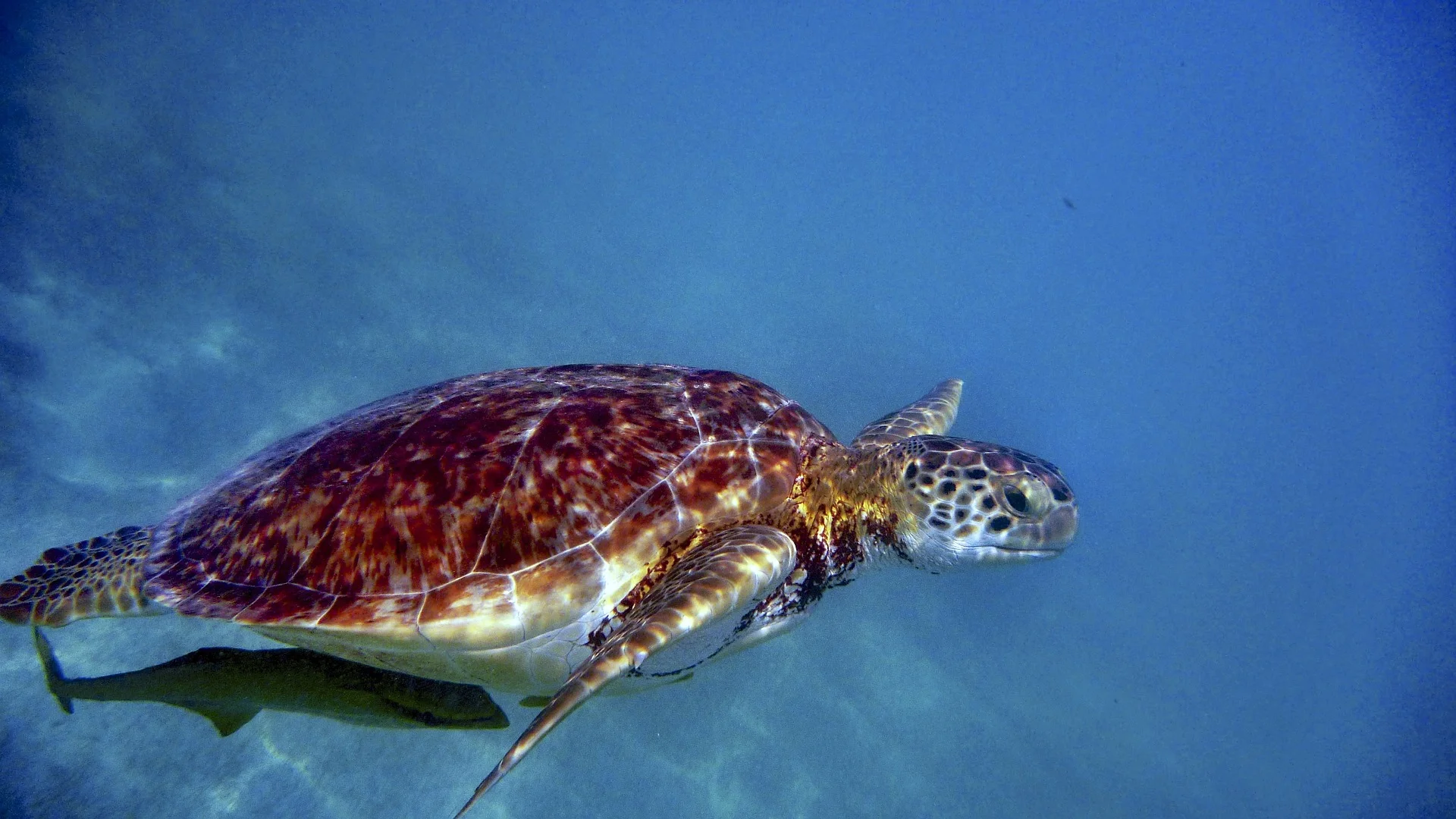 SouthAmerica_Water Turtle.jpg