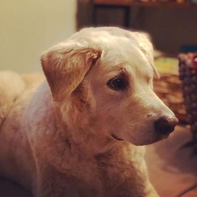 Huxley: summer cut edition. #puppycut #handsomeasever #stillthefavorite