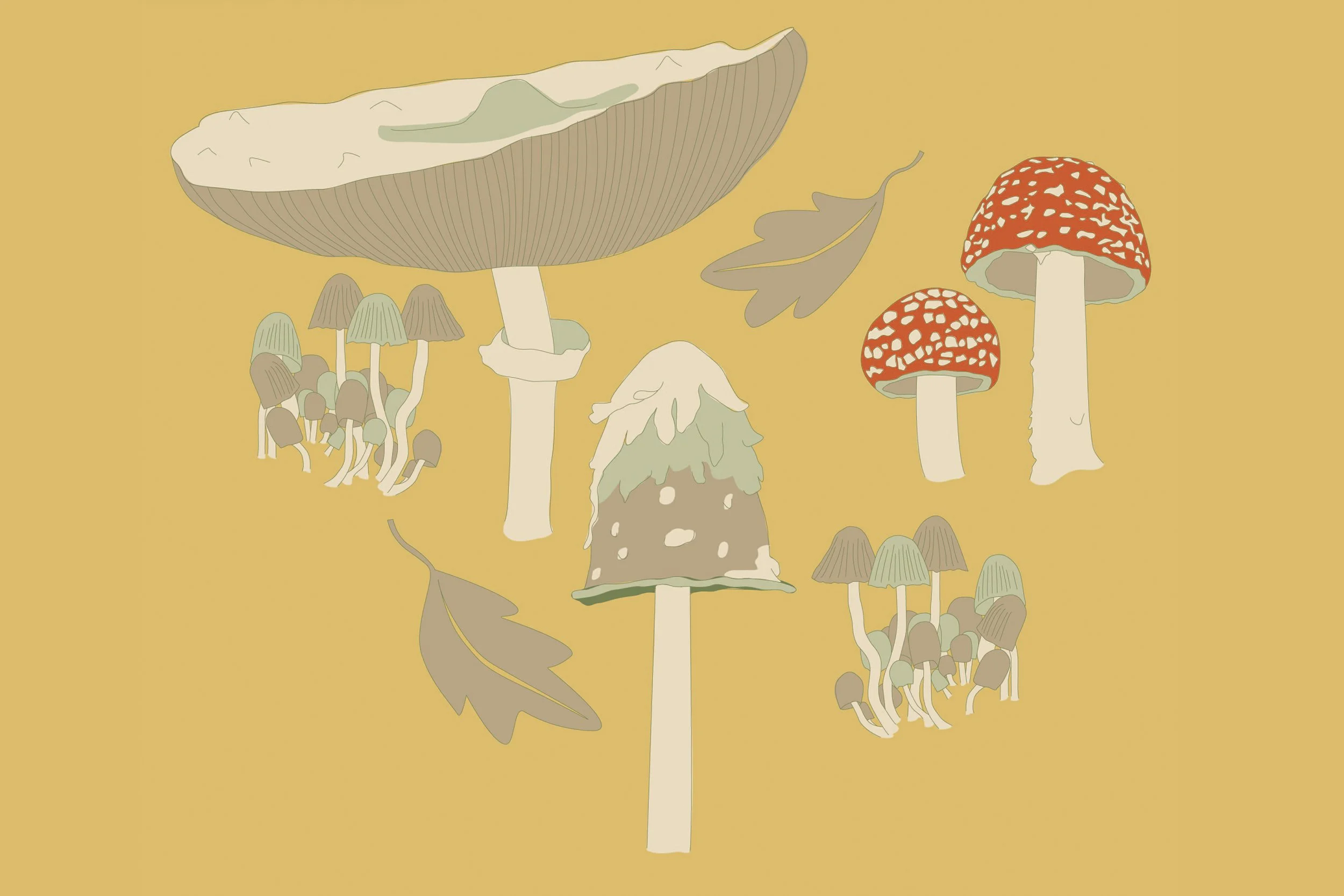 correct_filler3_mushroom5.jpg