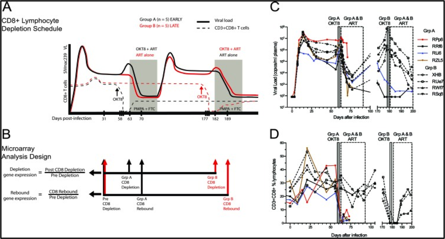 Transcriptional profiling of experimental CD8(+) lymphocyte depletion in rhesus macaques infected with simian immunodeficiency virus SIVmac239