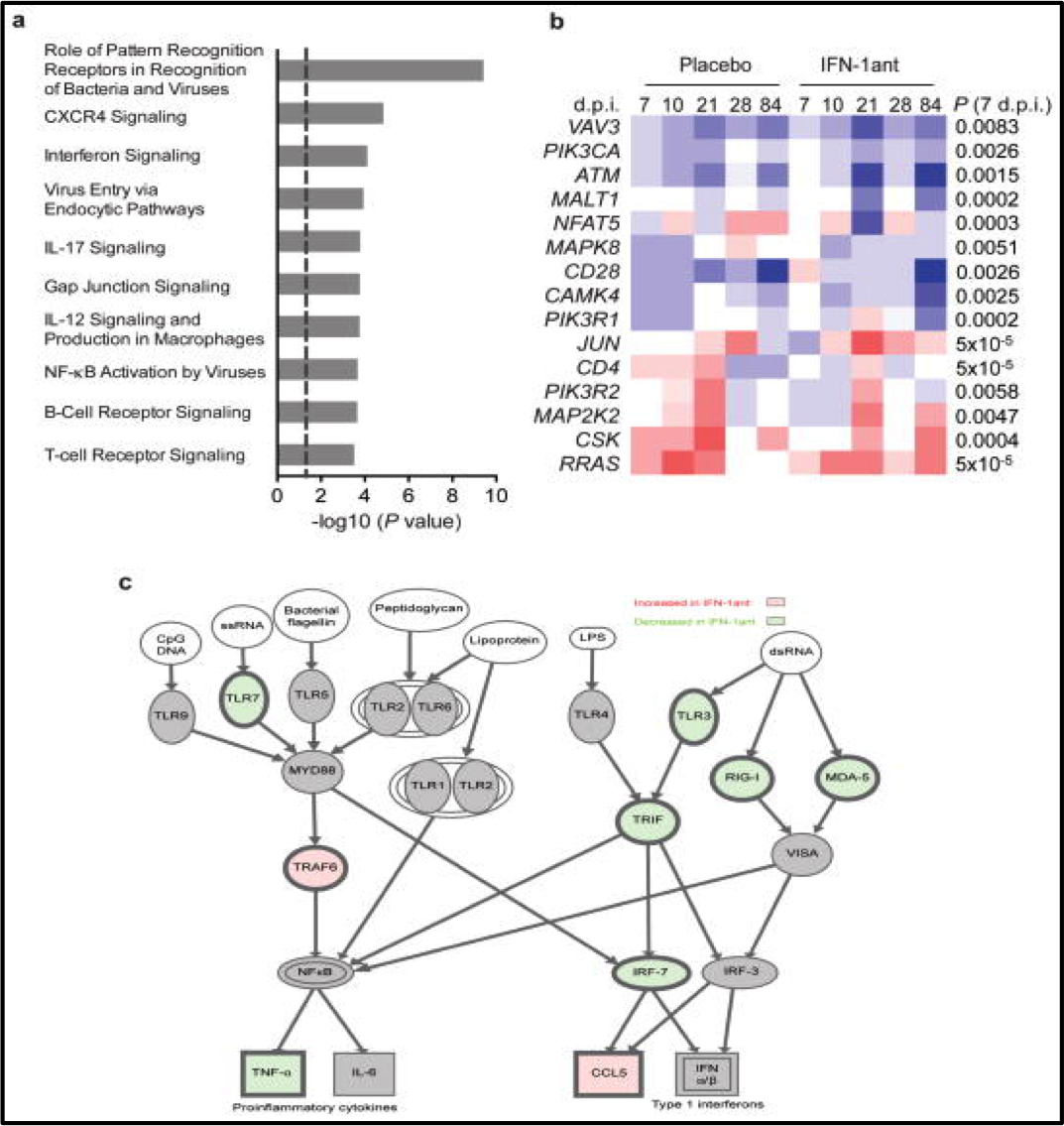 Type I interferon responses in rhesus macaques prevent SIV infection and slow disease progression