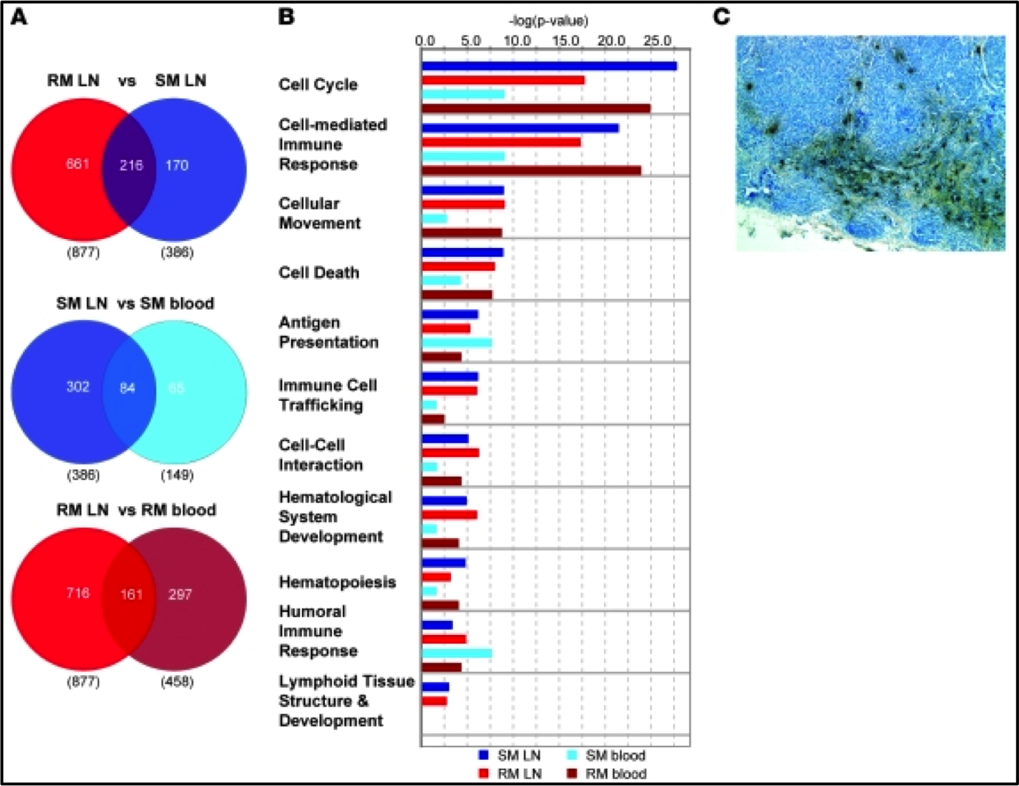 Global genomic analysis reveals rapid control of a robust innate response in SIV-infected sooty mangabeys