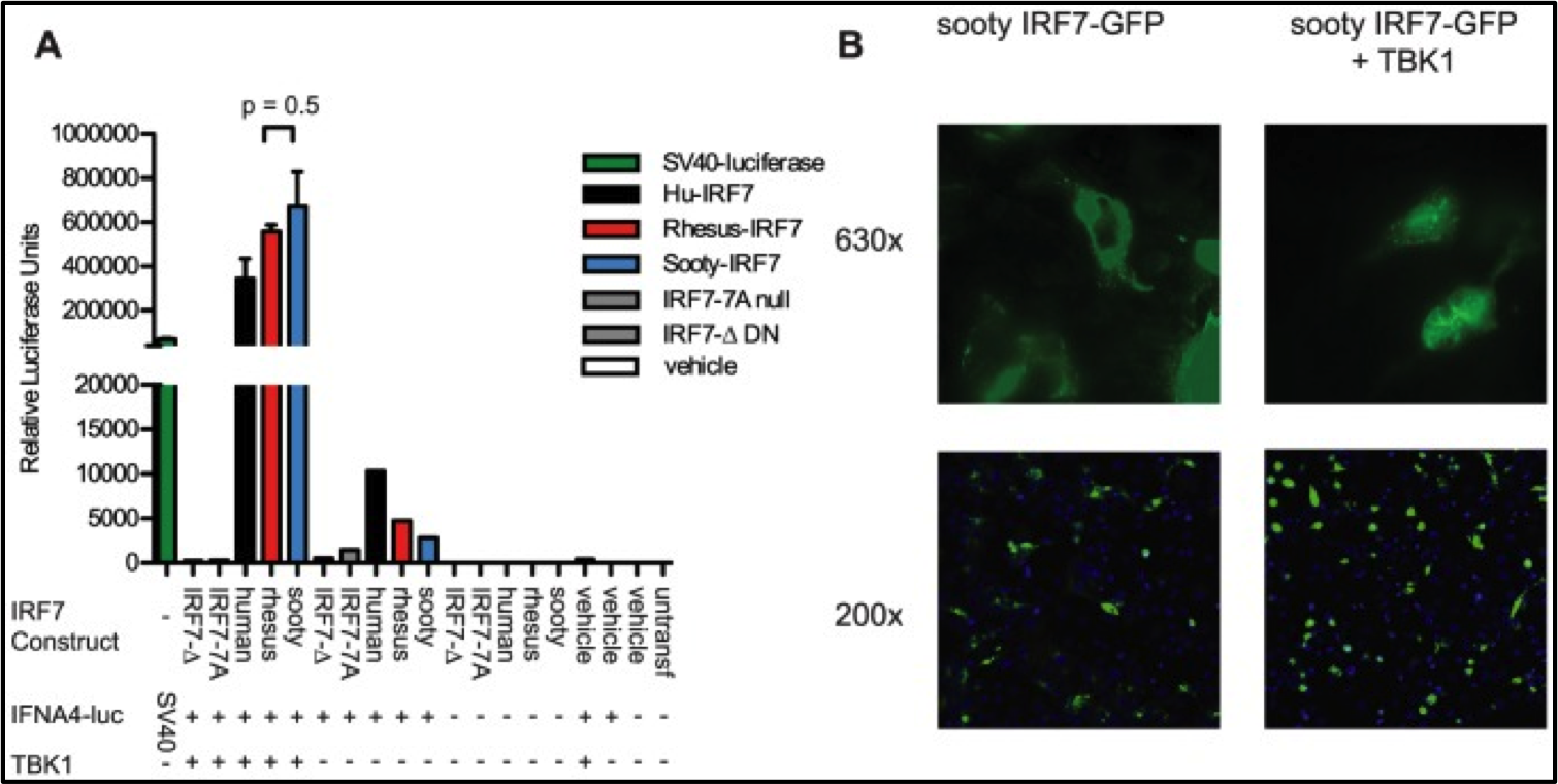 Intact type I Interferon production and IRF7 function in sooty mangabeys