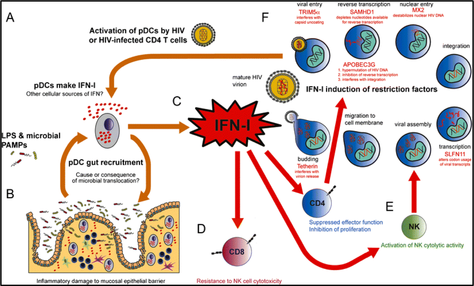 Type I interferon: understanding its role in HIV pathogenesis and therapy.