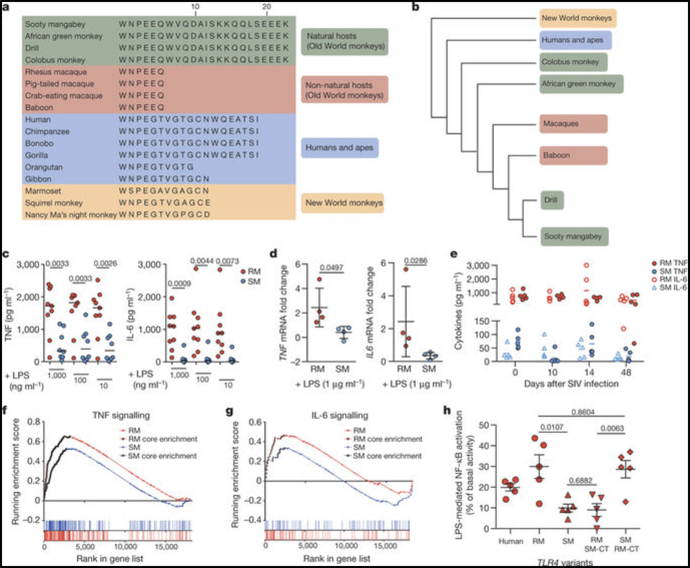 Sooty mangabey genome sequence provides insight into AIDS resistance in a natural SIV host