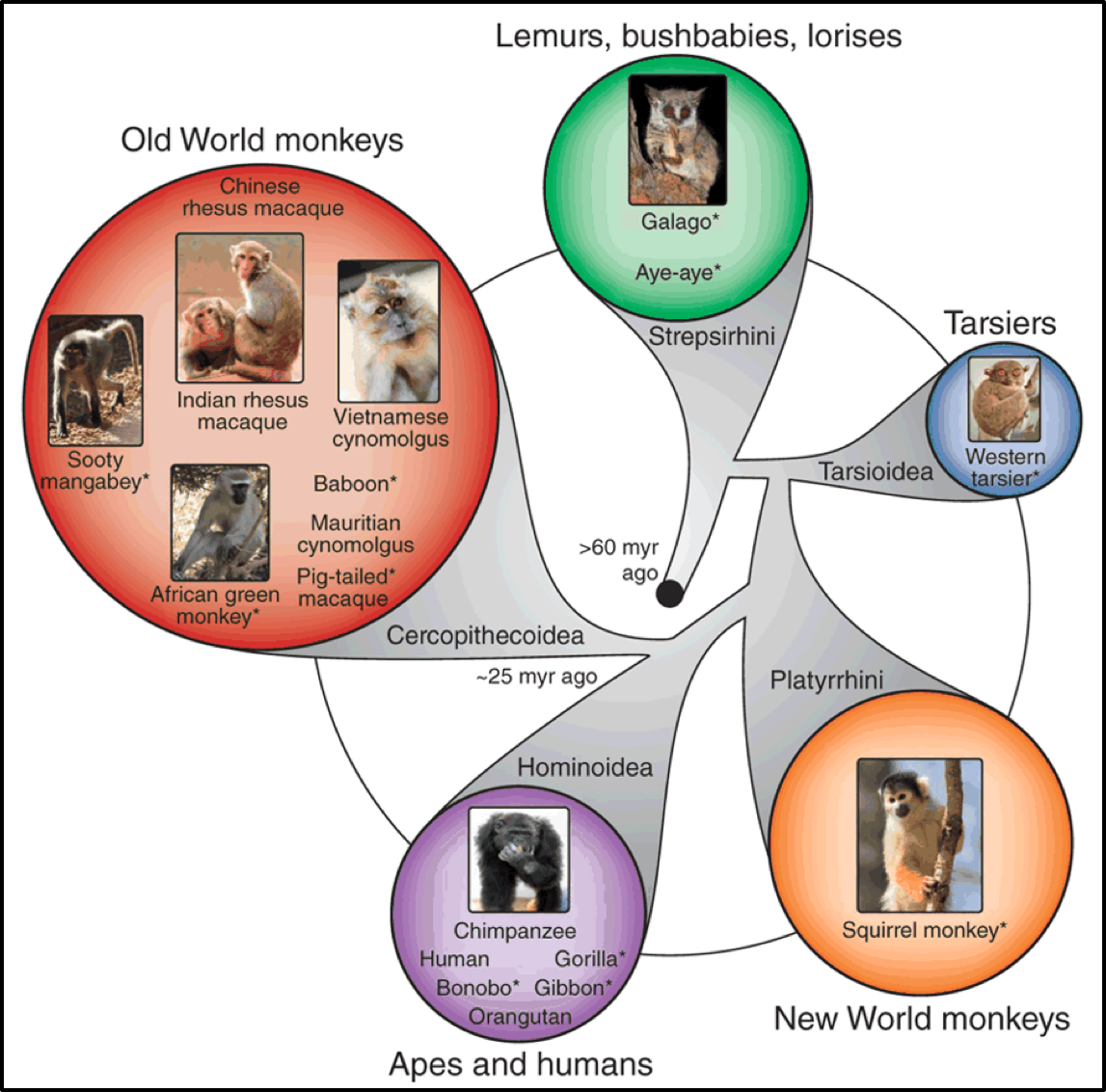 Primate genomes for biomedicine