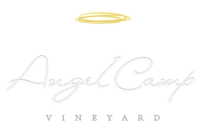 Angel Camp Vineyard