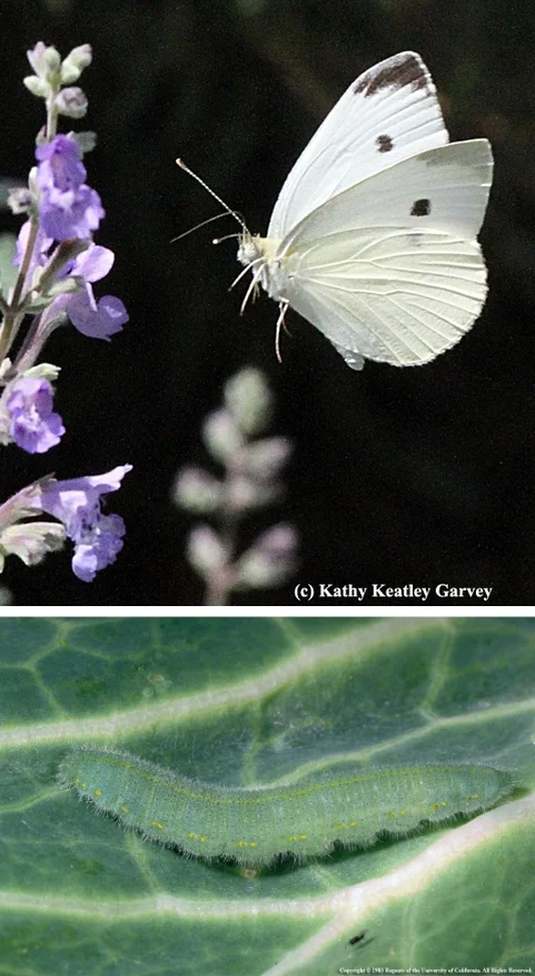 Photos: Top – summer cabbage white butterfly in flight, from UC Bug Squad Blog , by Kathy Keatley Garvey. Bottom – imported cabbageworm larva by Jack Kelly Clark