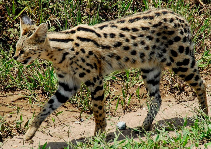 Ep. 22 - The Leopard by Giuseppe Di Lampedusa, Part 2
