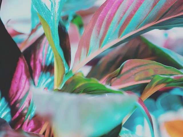 purple-plants.jpeg
