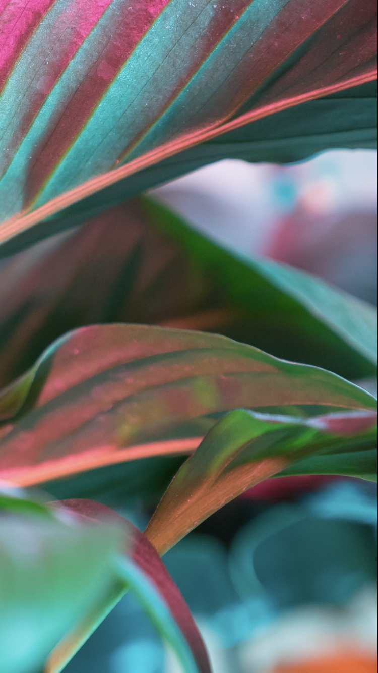 Plant Music Breathwork (Weekly Class)