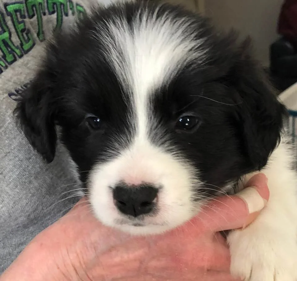 abfab border collies