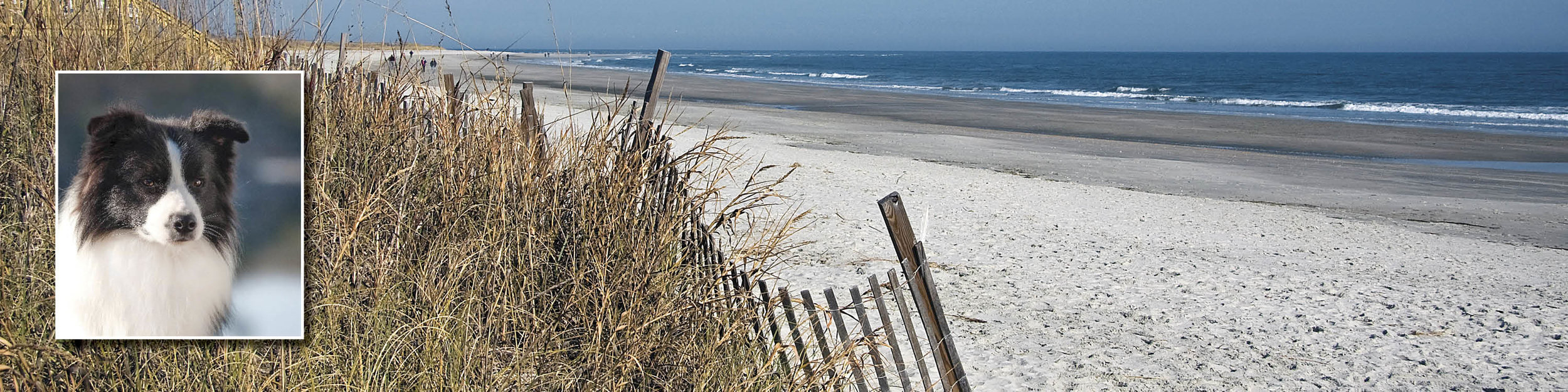 abfab border collies