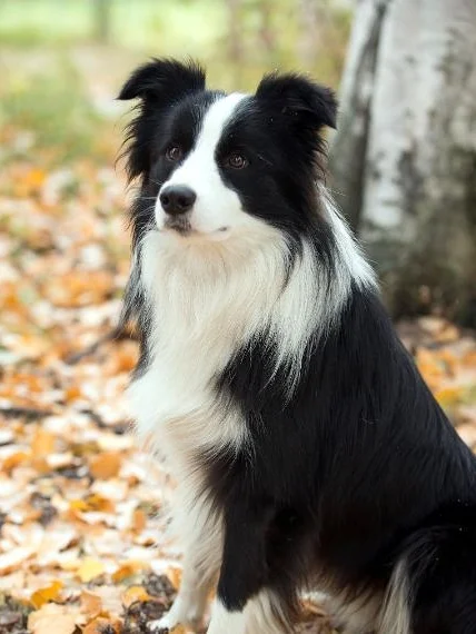abfab border collies