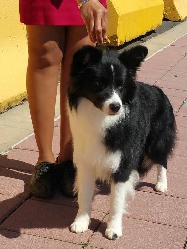 abfab border collies