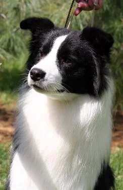 Darinheadshot-244x375.jpg