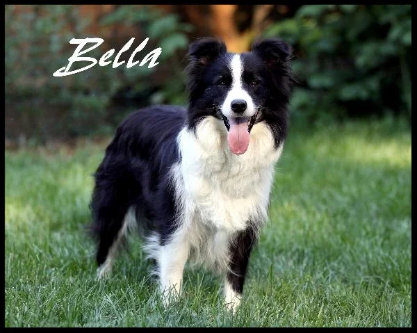 Bellapic-600x479.jpg