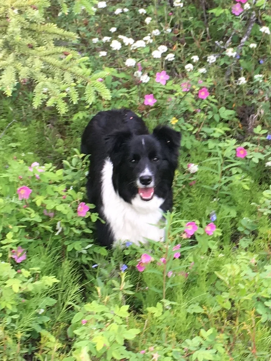 abfab border collies