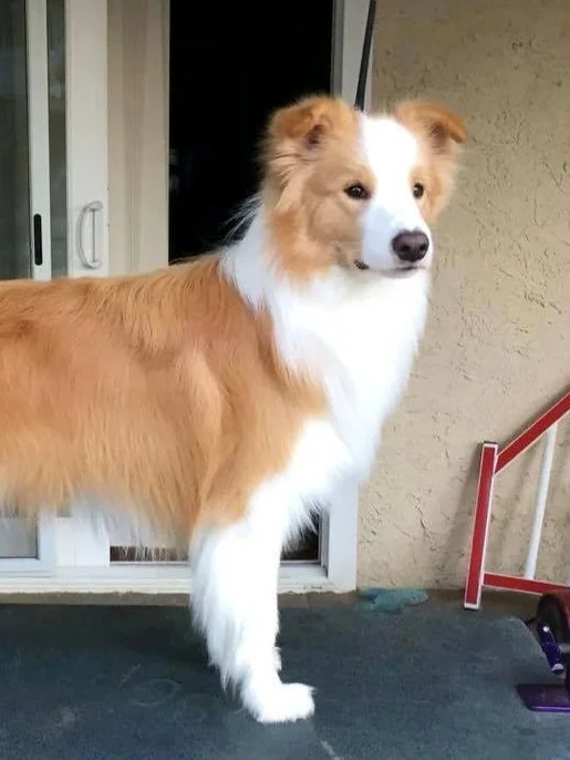 abfab border collies