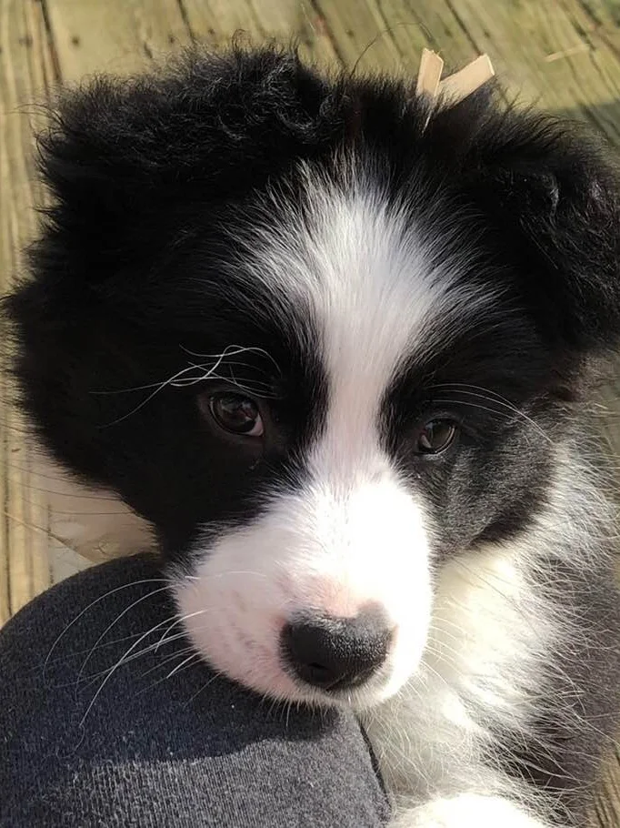 abfab border collies