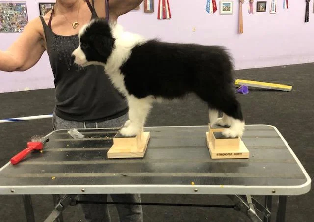 abfab border collies