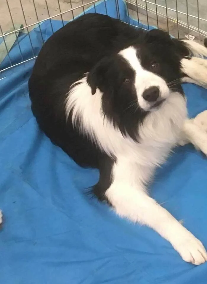 abfab border collies