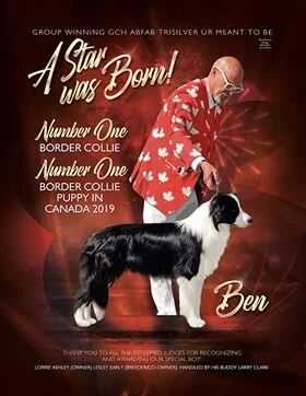 abfab border collies