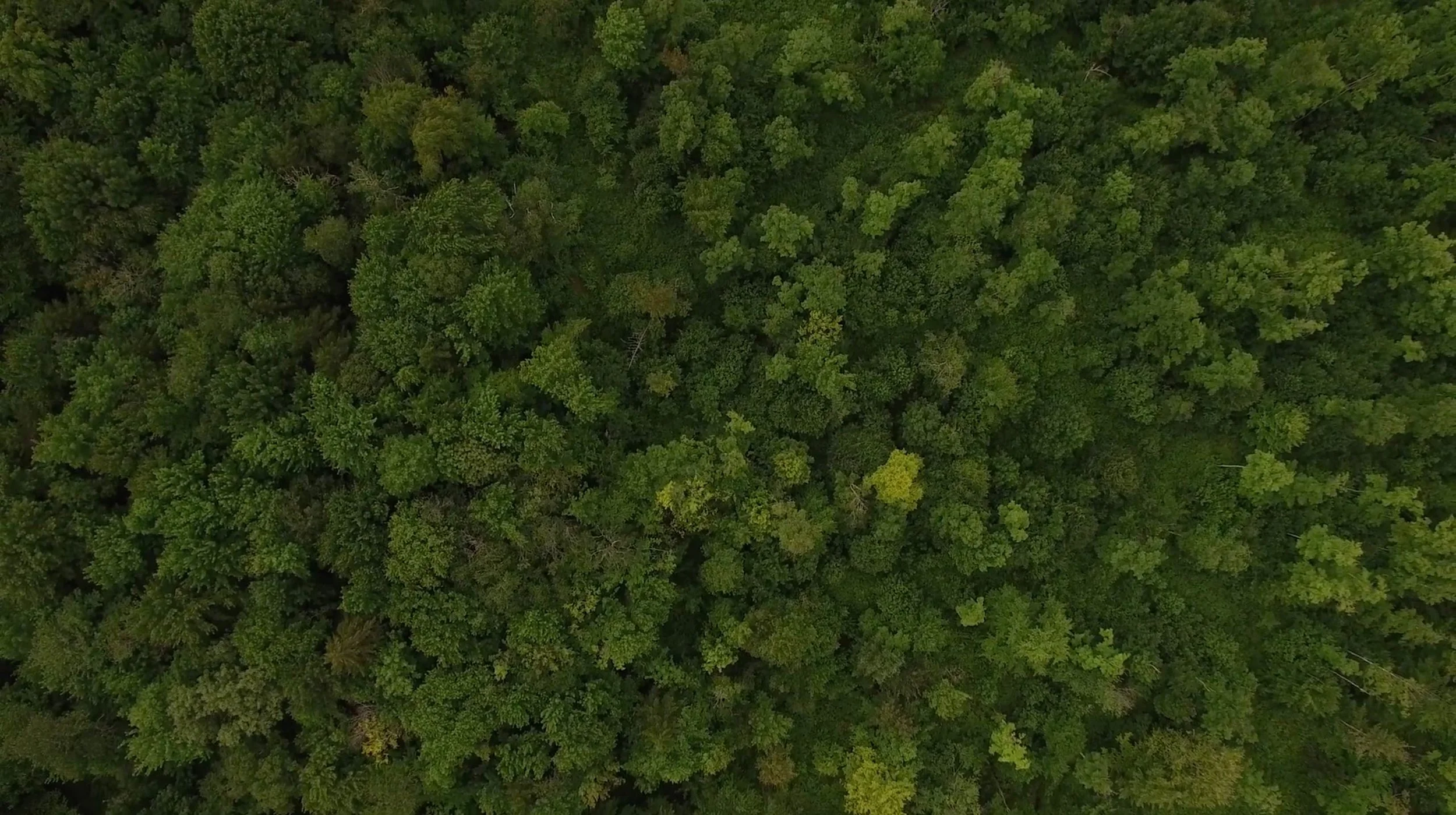 green-forest.jpg